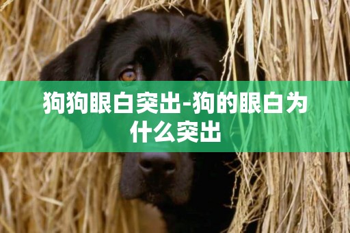 狗狗眼白突出-狗的眼白為什么突出