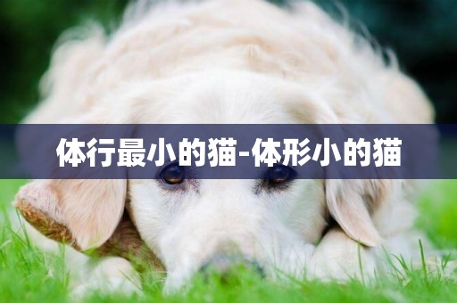體行最小的貓-體形小的貓