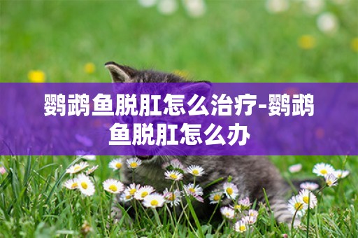 鸚鵡魚脫肛怎么治療-鸚鵡魚脫肛怎么辦