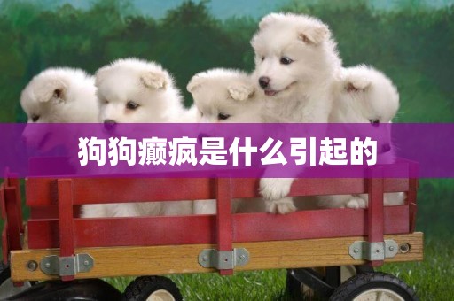 狗狗癲瘋是什么引起的