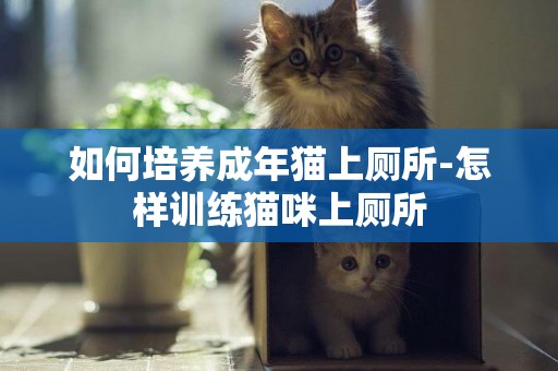 如何培養成年貓上廁所-怎樣訓練貓咪上廁所