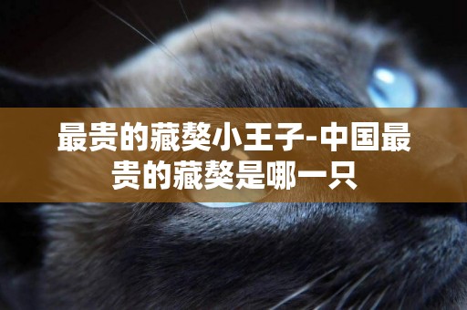 最貴的藏獒小王子-中國最貴的藏獒是哪一只