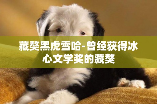 藏獒黑虎雪哈-曾經獲得冰心文學獎的藏獒