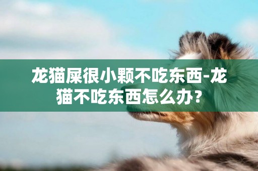 龍貓屎很小顆不吃東西-龍貓不吃東西怎么辦？