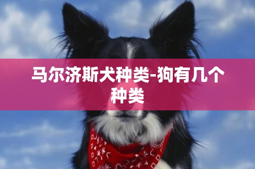 馬爾濟斯犬種類-狗有幾個種類