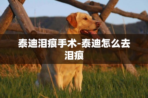 泰迪淚痕手術-泰迪怎么去淚痕