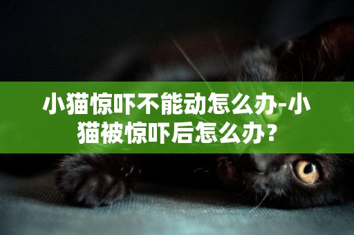 小貓驚嚇不能動怎么辦-小貓被驚嚇后怎么辦？