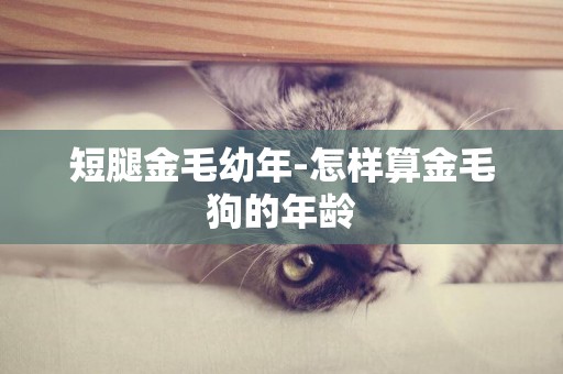 短腿金毛幼年-怎樣算金毛狗的年齡