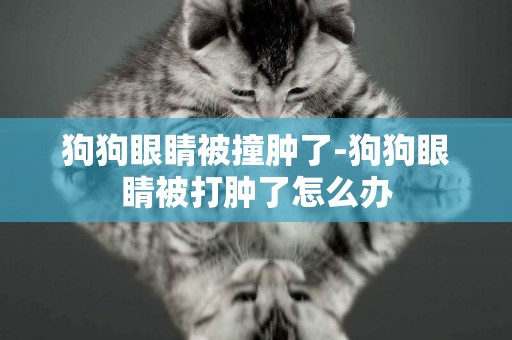 狗狗眼睛被撞腫了-狗狗眼睛被打腫了怎么辦