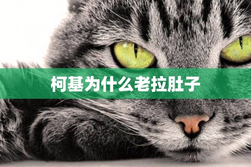 柯基為什么老拉肚子