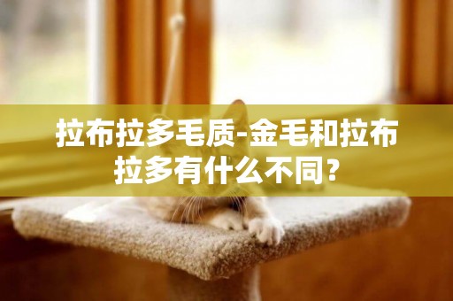 拉布拉多毛質-金毛和拉布拉多有什么不同？