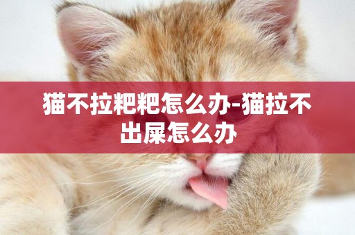 貓不拉粑粑怎么辦-貓拉不出屎怎么辦