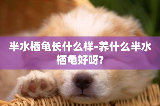 半水棲龜長什么樣-養什么半水棲龜好呀?