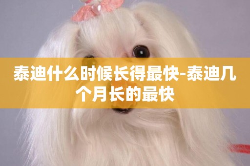 泰迪什么時候長得最快-泰迪幾個月長的最快