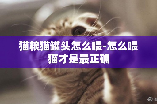 貓糧貓罐頭怎么喂-怎么喂貓才是最正確