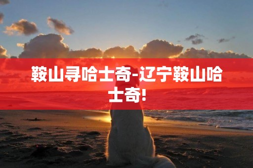 鞍山尋哈士奇-遼寧鞍山哈士奇!