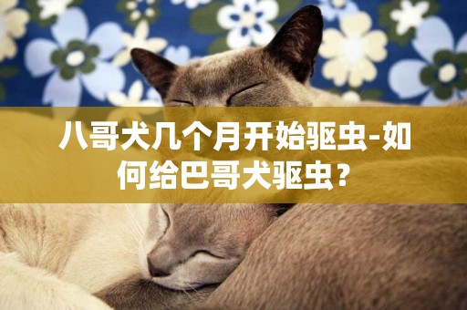 八哥犬幾個月開始驅蟲-如何給巴哥犬驅蟲？