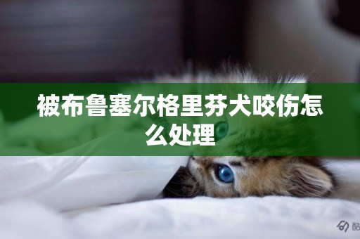被布魯塞爾格里芬犬咬傷怎么處理