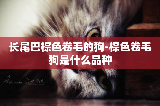 長尾巴棕色卷毛的狗-棕色卷毛狗是什么品種
