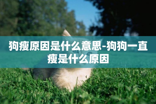 狗瘦原因是什么意思-狗狗一直瘦是什么原因
