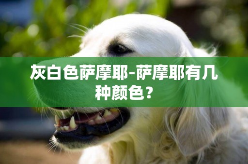 灰白色薩摩耶-薩摩耶有幾種顏色？