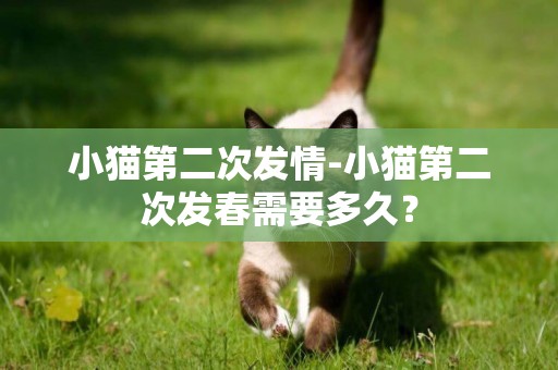小貓第二次發情-小貓第二次發春需要多久？