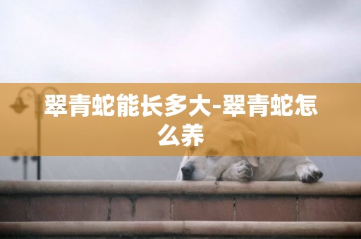 翠青蛇能長多大-翠青蛇怎么養