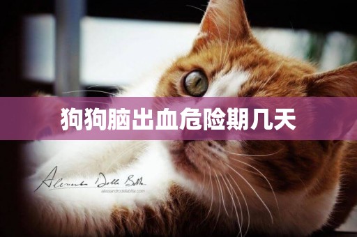狗狗腦出血危險期幾天