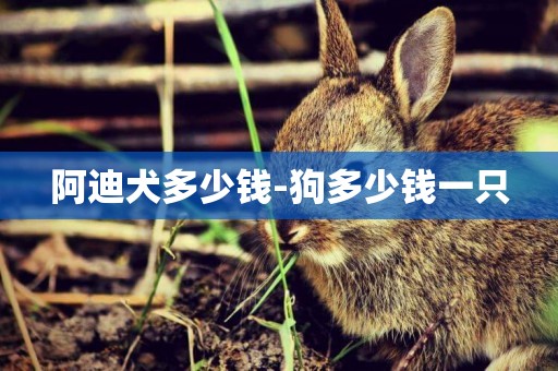 阿迪犬多少錢-狗多少錢一只