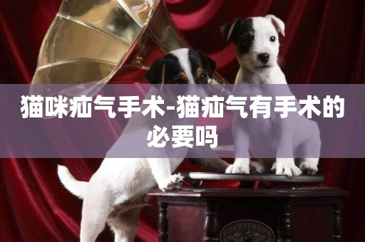 貓咪疝氣手術-貓疝氣有手術的必要嗎