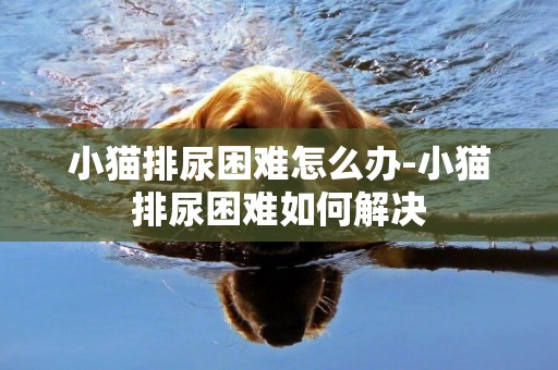 小貓排尿困難怎么辦-小貓排尿困難如何解決