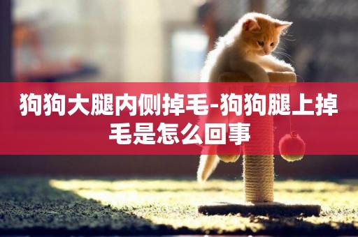 狗狗大腿內側掉毛-狗狗腿上掉毛是怎么回事