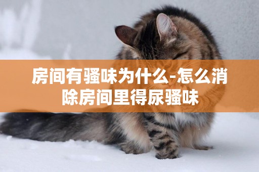 房間有騷味為什么-怎么消除房間里得尿騷味