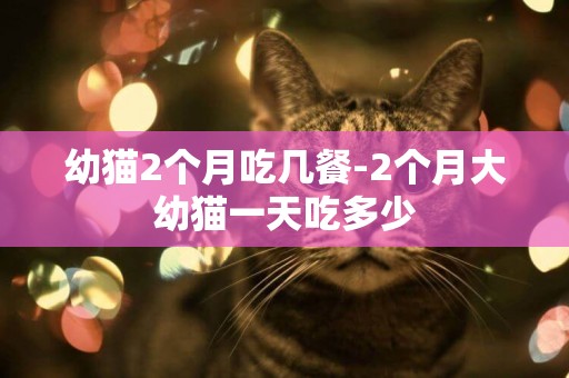幼貓2個月吃幾餐-2個月大幼貓一天吃多少