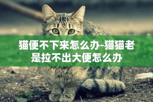 貓便不下來怎么辦-貓貓老是拉不出大便怎么辦