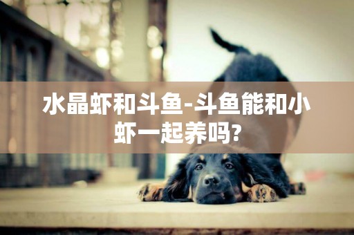 水晶蝦和斗魚-斗魚能和小蝦一起養嗎?