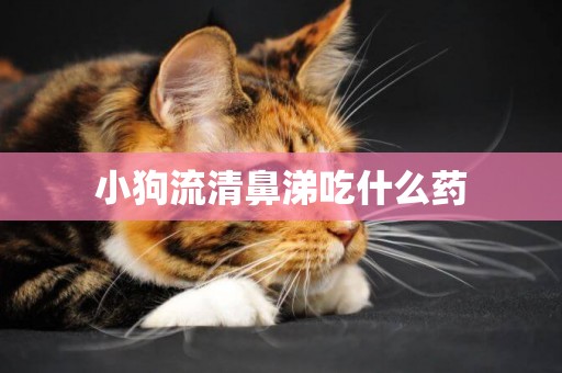 小狗流清鼻涕吃什么藥
