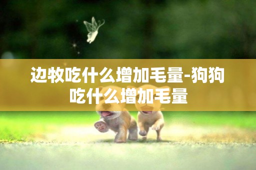 邊牧吃什么增加毛量-狗狗吃什么增加毛量