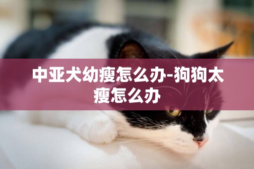 中亞犬幼瘦怎么辦-狗狗太瘦怎么辦