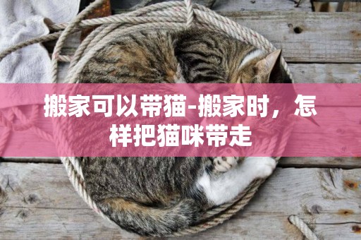 搬家可以帶貓-搬家時，怎樣把貓咪帶走