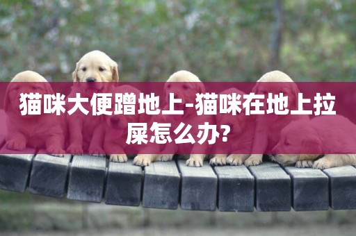 貓咪大便蹭地上-貓咪在地上拉屎怎么辦?