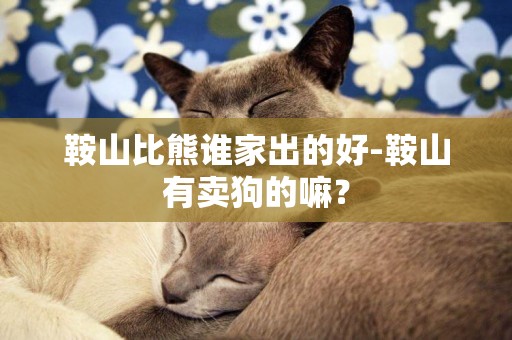 鞍山比熊誰家出的好-鞍山有賣狗的嘛？
