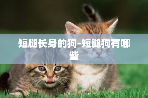 短腿長身的狗-短腿狗有哪些