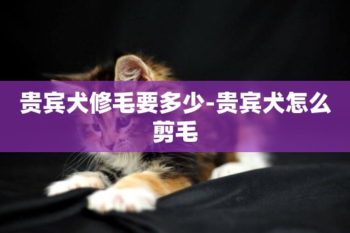 貴賓犬修毛要多少-貴賓犬怎么剪毛
