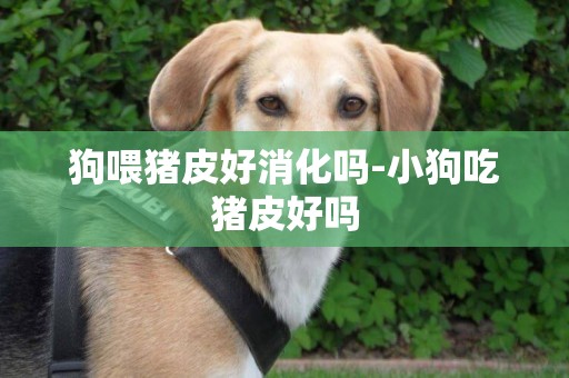 狗喂豬皮好消化嗎-小狗吃豬皮好嗎