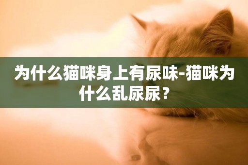 為什么貓咪身上有尿味-貓咪為什么亂尿尿？