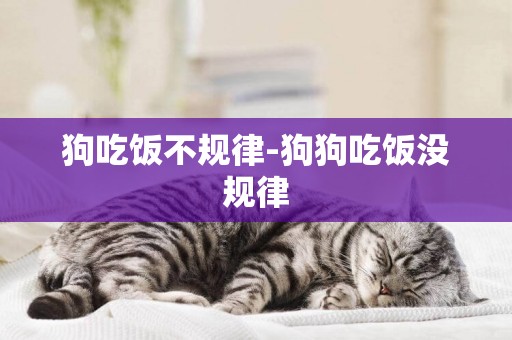 狗吃飯不規律-狗狗吃飯沒規律