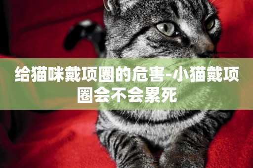 給貓咪戴項圈的危害-小貓戴項圈會不會累死