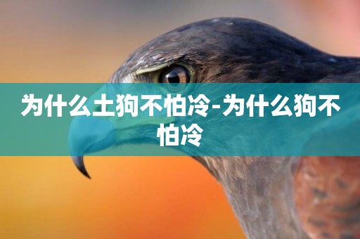 為什么土狗不怕冷-為什么狗不怕冷