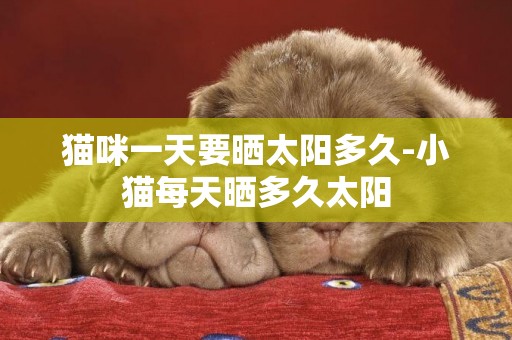 貓咪一天要曬太陽多久-小貓每天曬多久太陽